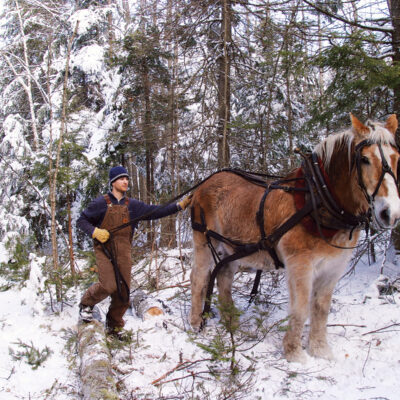 Modern Logging with Horses